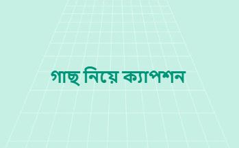 গাছ নিয়ে ক্যাপশন প্রকৃতি ভালোবাসার সুন্দর বার্তা